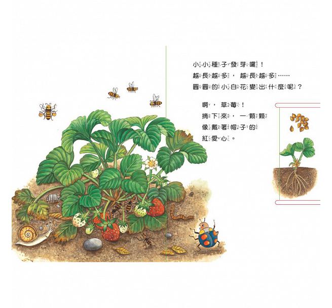 小種子，快長大-水果篇
